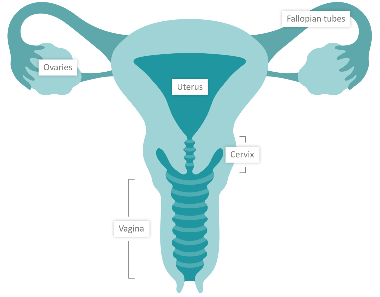 Understanding Fertility - LDCollins