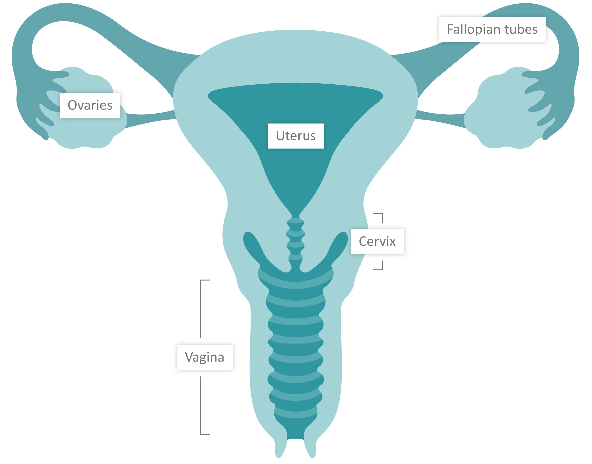 Female reproductive system diagram