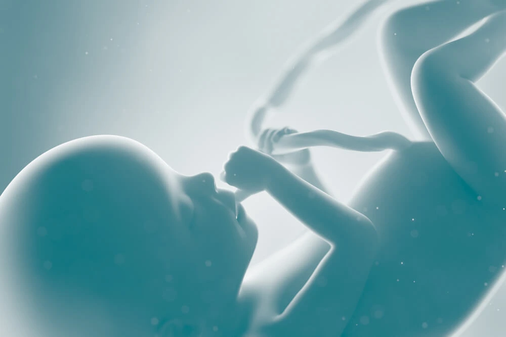 Baby in womb